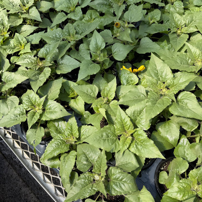 Sunfinity Sunflower Plant - Summer & Fall Blooming - 4" Pot