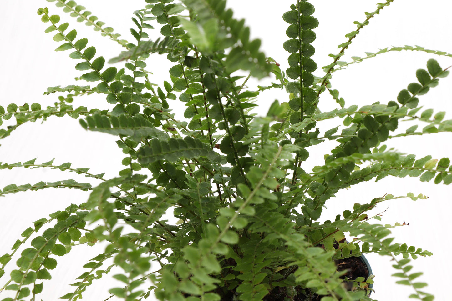 Lemon Button Fern - Live Plant
