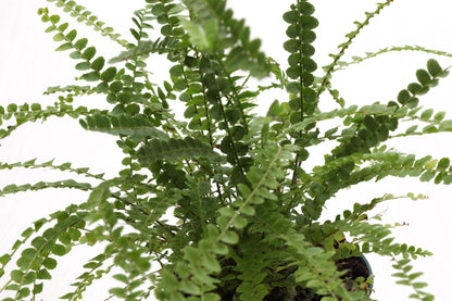 Lemon Button Fern - Live Plant