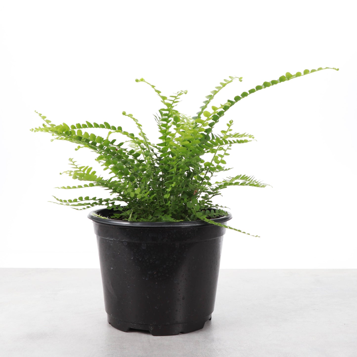 Lemon Button Fern - Live Plant