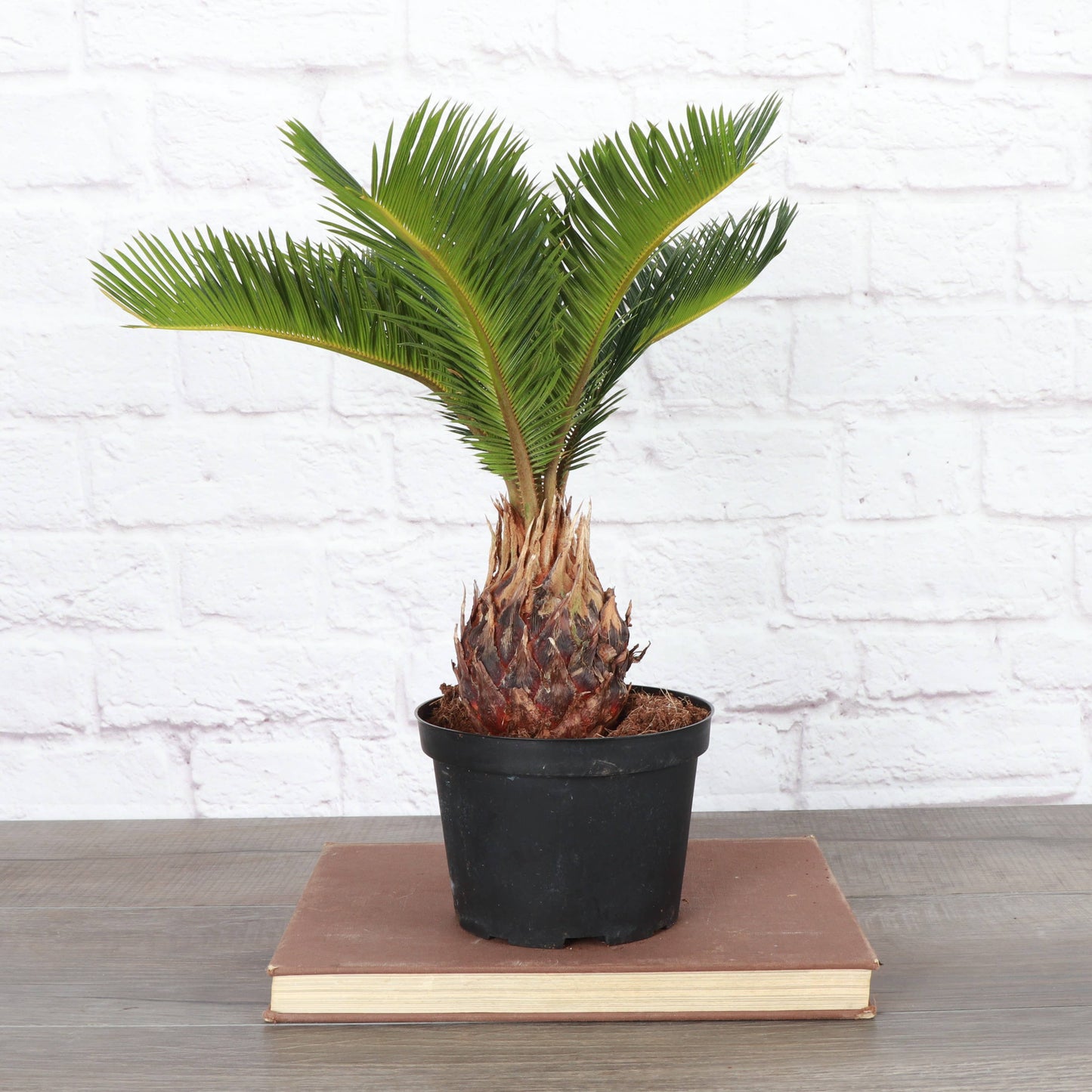 Sago Palm - Live Plant
