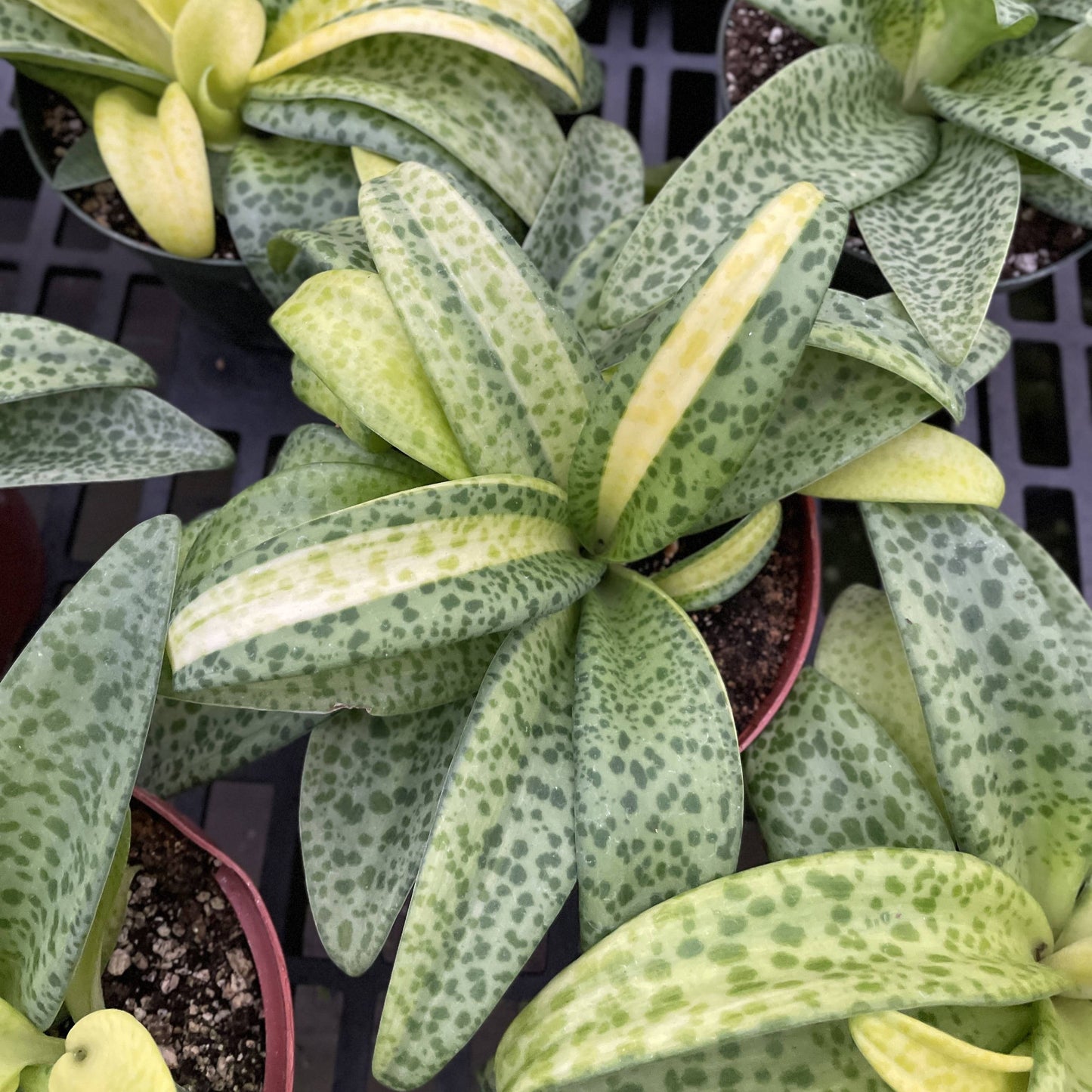 Variegated Resnova Humifusa - 6" Live Plant
