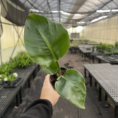White Bird of Paradise - Live Plant