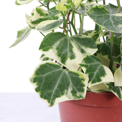 Variegated German Wax Ivy - Hanging - 6" Live Plant