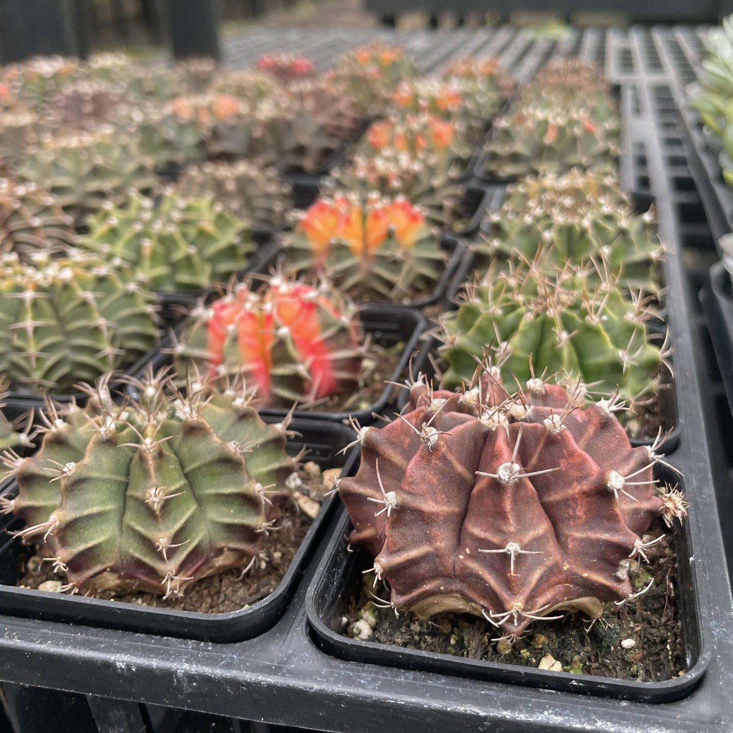 Moon Cactus - Assorted Color - 2" Live Plant