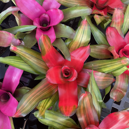 Bromeliad Neoregelia 'Neos' - Live Plant - Assorted
