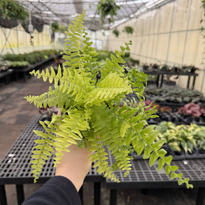 Tigerstripe Boston Fern - 4" Live Plant