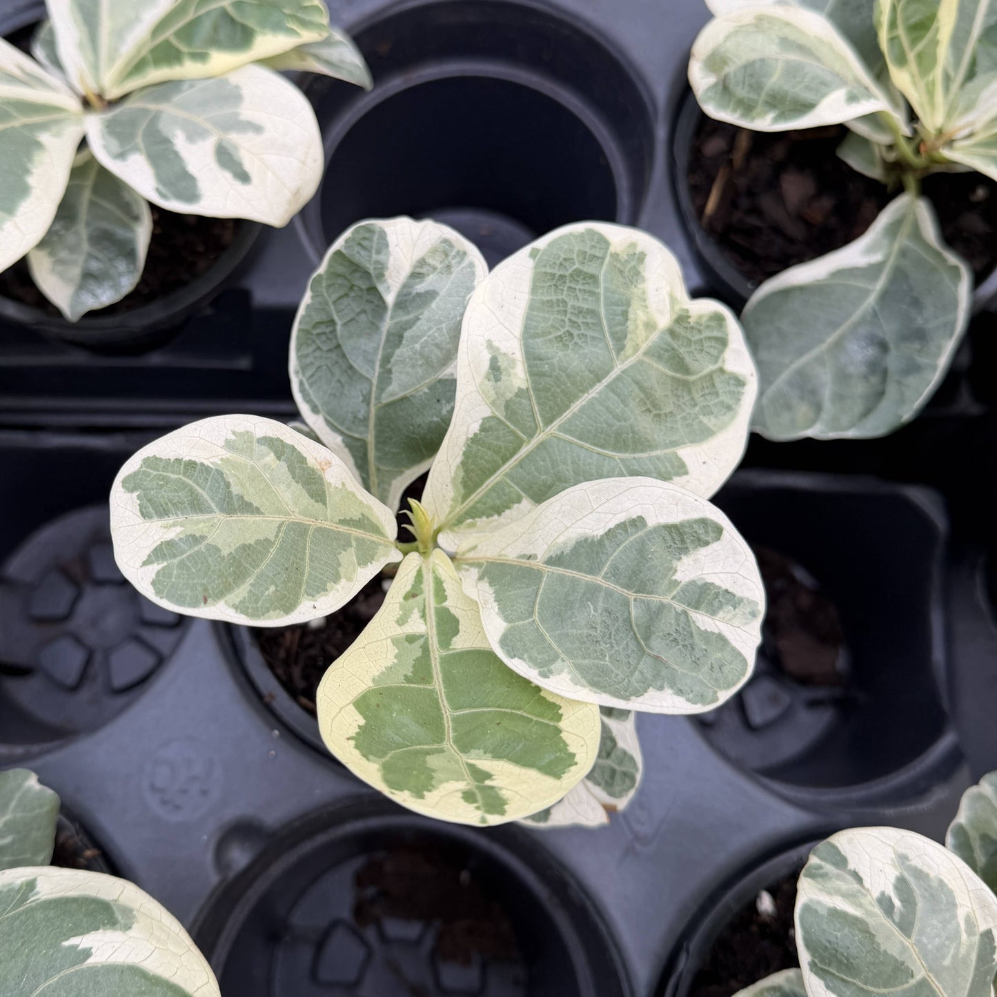 Variegated Fiddle Leaf Fig - 4" Live Plant - RARE