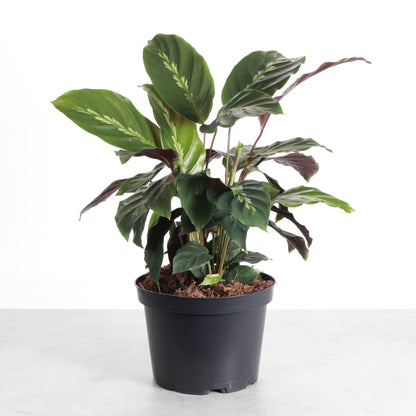 Calathea Maui Queen - 6" Live Plant - Pet Safe