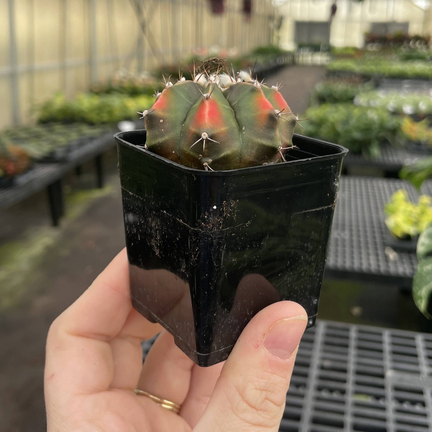 Moon Cactus - Assorted Color - 2" Live Plant