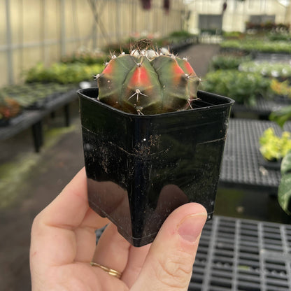 Moon Cactus - Assorted Color - 2" Live Plant