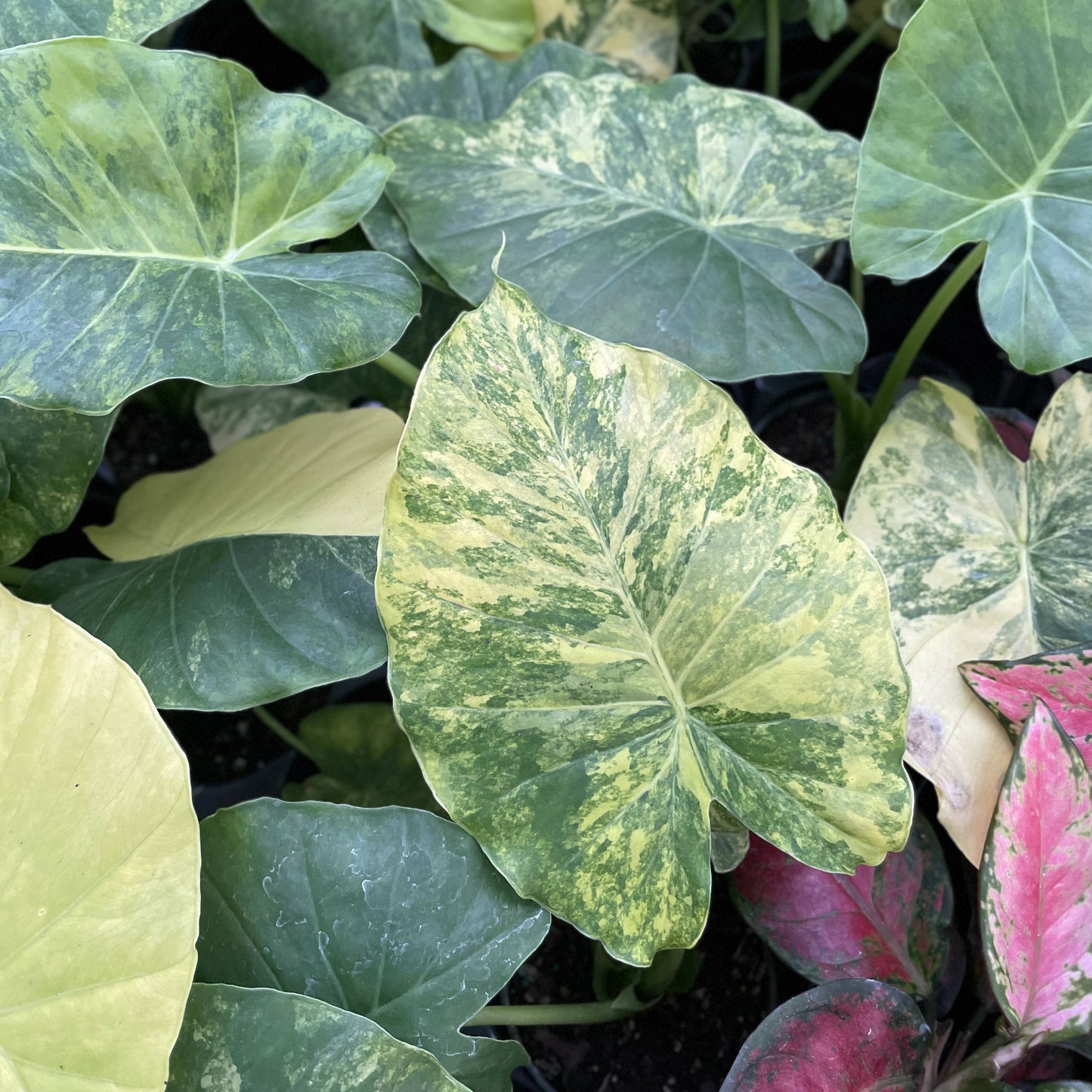 Alocasia Gageana Aurea - 4" Live Plant - RARE