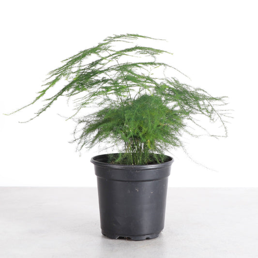 Asparagus Fern Plumosa - 4" Live Plant