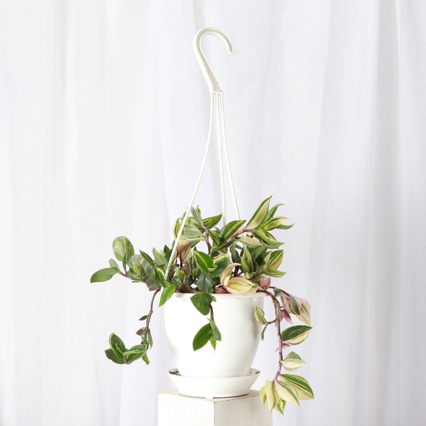 Hanging Pot for 4" Plants - Multiple Colors