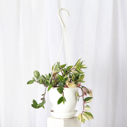 Hanging Pot for 4" Plants - Multiple Colors