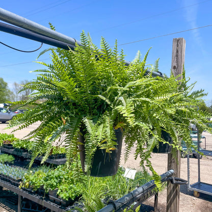 Boston Fern - 10" Diameter Hanging Basket - Live Plant