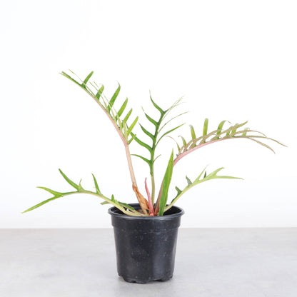 Philodendron Tortum - Live Plant - Rare