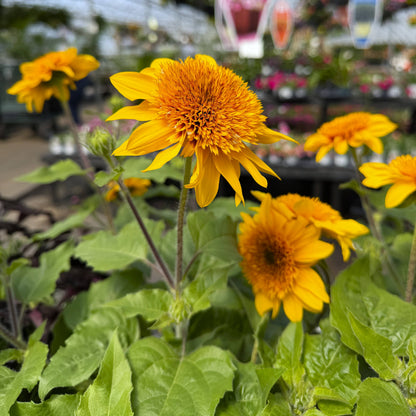 Sunfinity Sunflower Plant - Summer & Fall Blooming - 4" Pot