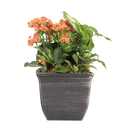 Tulipa Square Planter - Plastic - 7.5" Wide