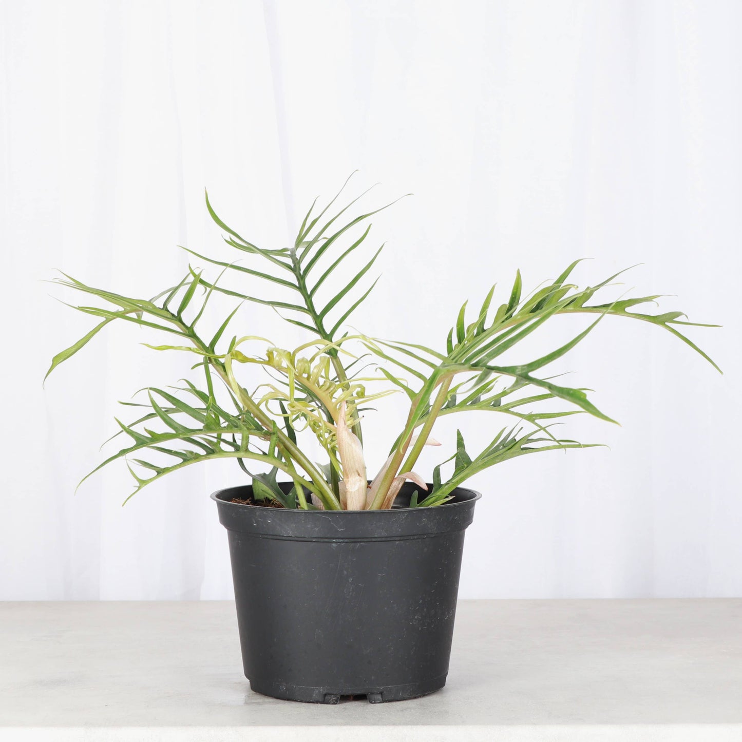 Philodendron Tortum - Live Plant - Rare