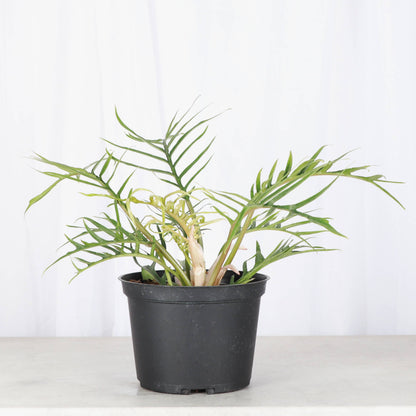 Philodendron Tortum - Live Plant - Rare