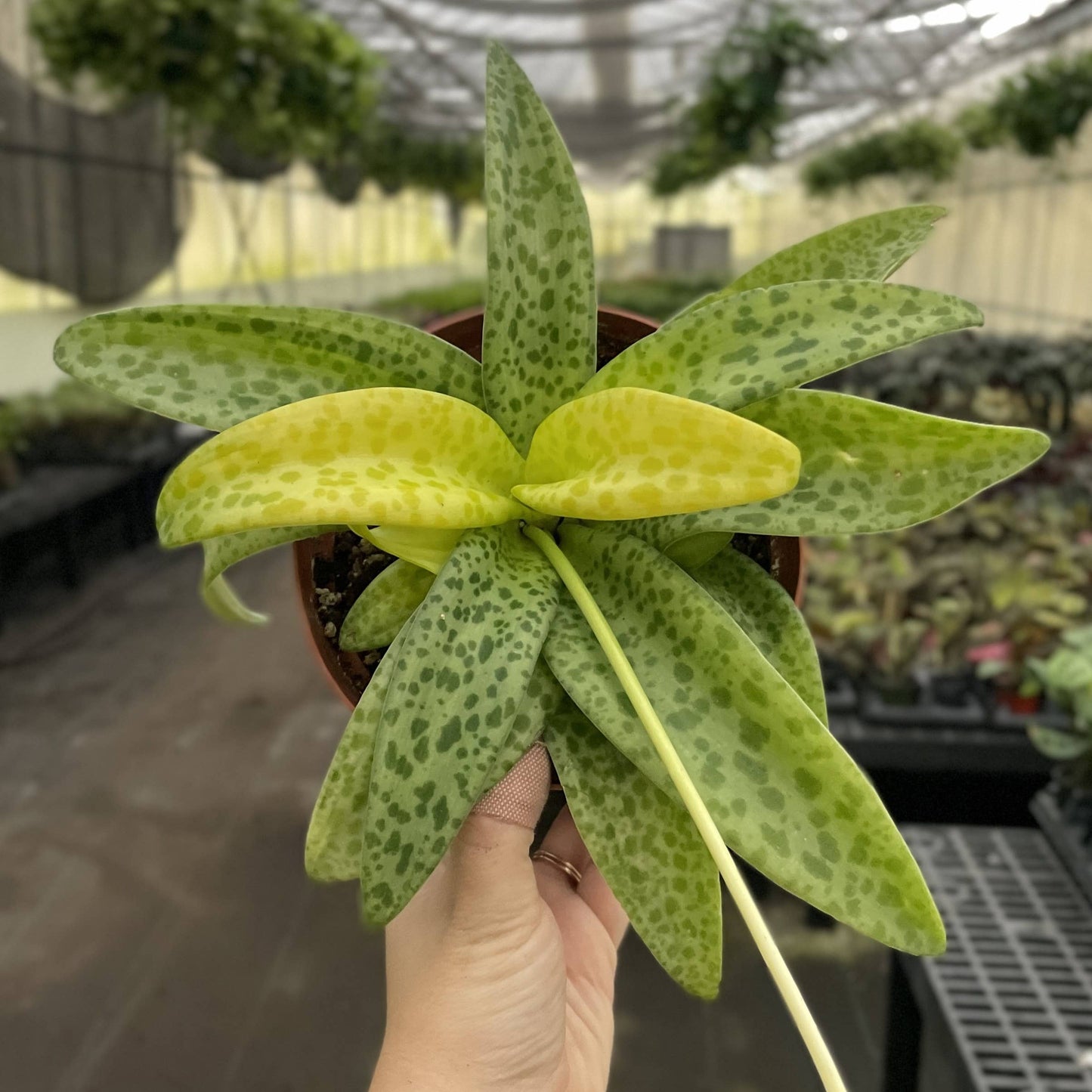 Variegated Resnova Humifusa - 6" Live Plant