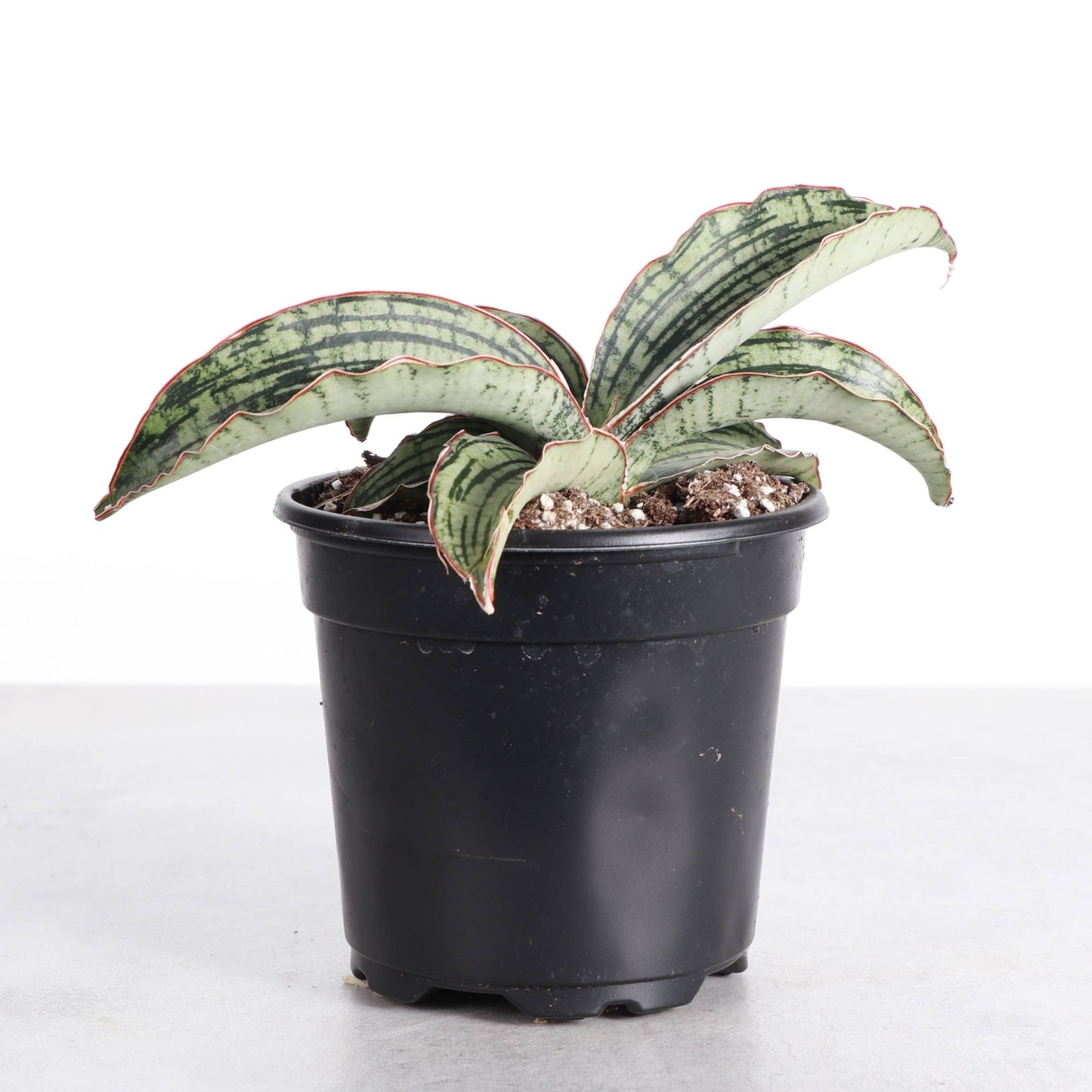 Cleopatra Snake Plant - 4" Live Plant - Rare