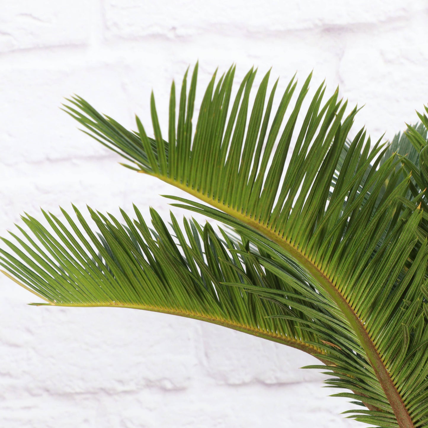 Sago Palm - Live Plant