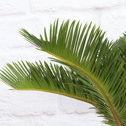 Sago Palm - Live Plant