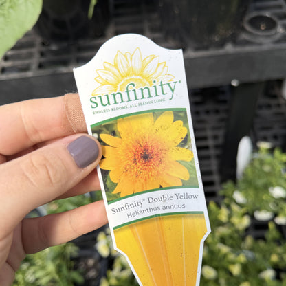Sunfinity Sunflower Plant - Summer & Fall Blooming - 4" Pot