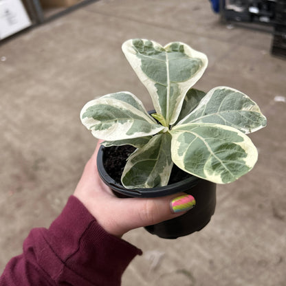 Variegated Fiddle Leaf Fig - 4" Live Plant - RARE
