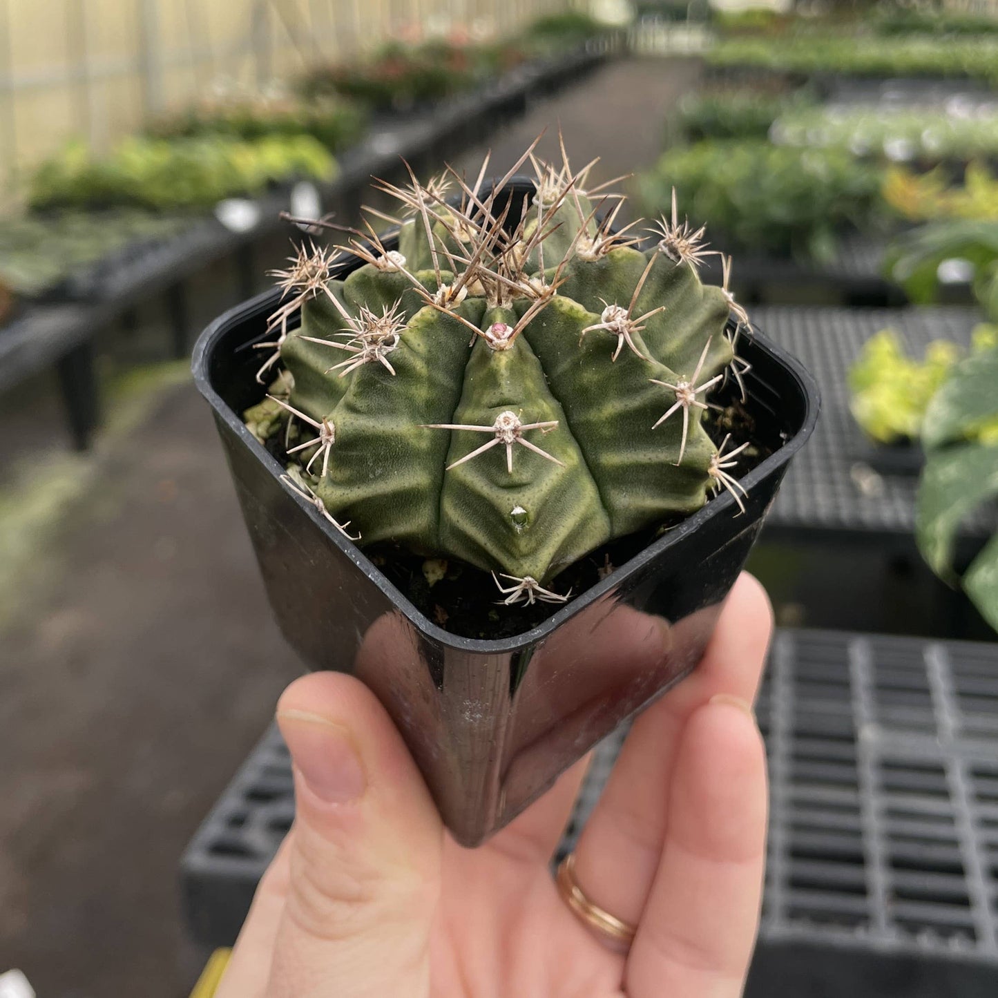 Moon Cactus - Assorted Color - 2" Live Plant