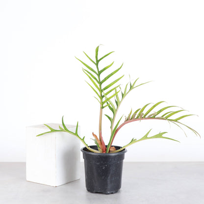 Philodendron Tortum - Live Plant - Rare