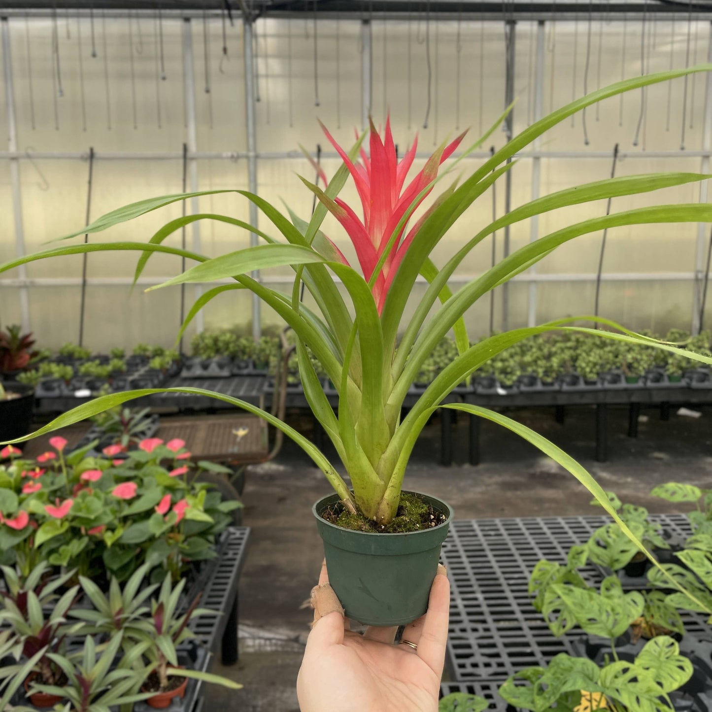 Bromeliad Guzmania- 4" Live Plant - Assorted