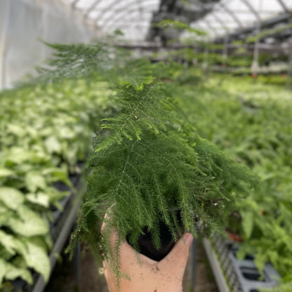 Asparagus Fern Plumosa - 4" Live Plant