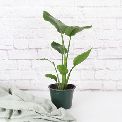 White Bird of Paradise - Live Plant