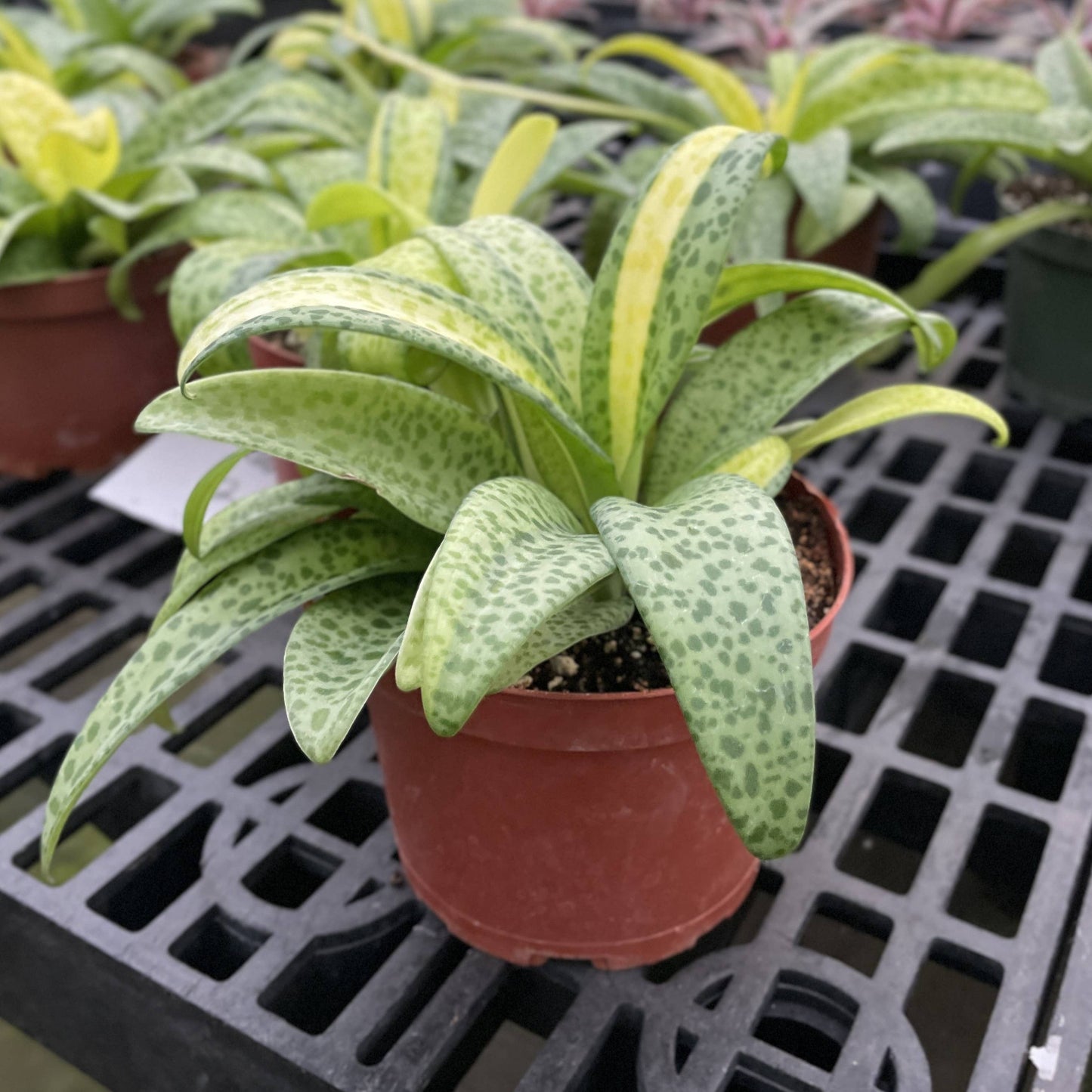 Variegated Resnova Humifusa - 6" Live Plant