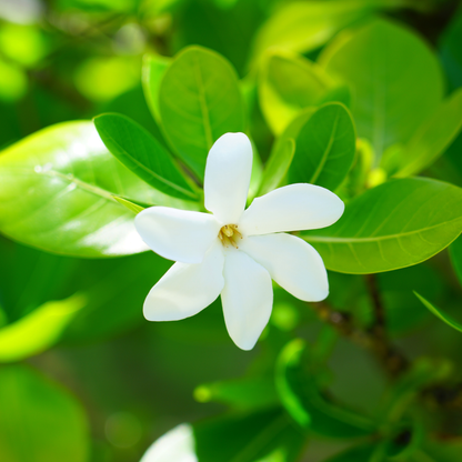 Flowering Jasmine Sambac - 6" Live Plant