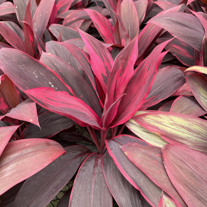 Cordyline 'Red Sister' - Hawaiian Ti Plant 6" Live Plant