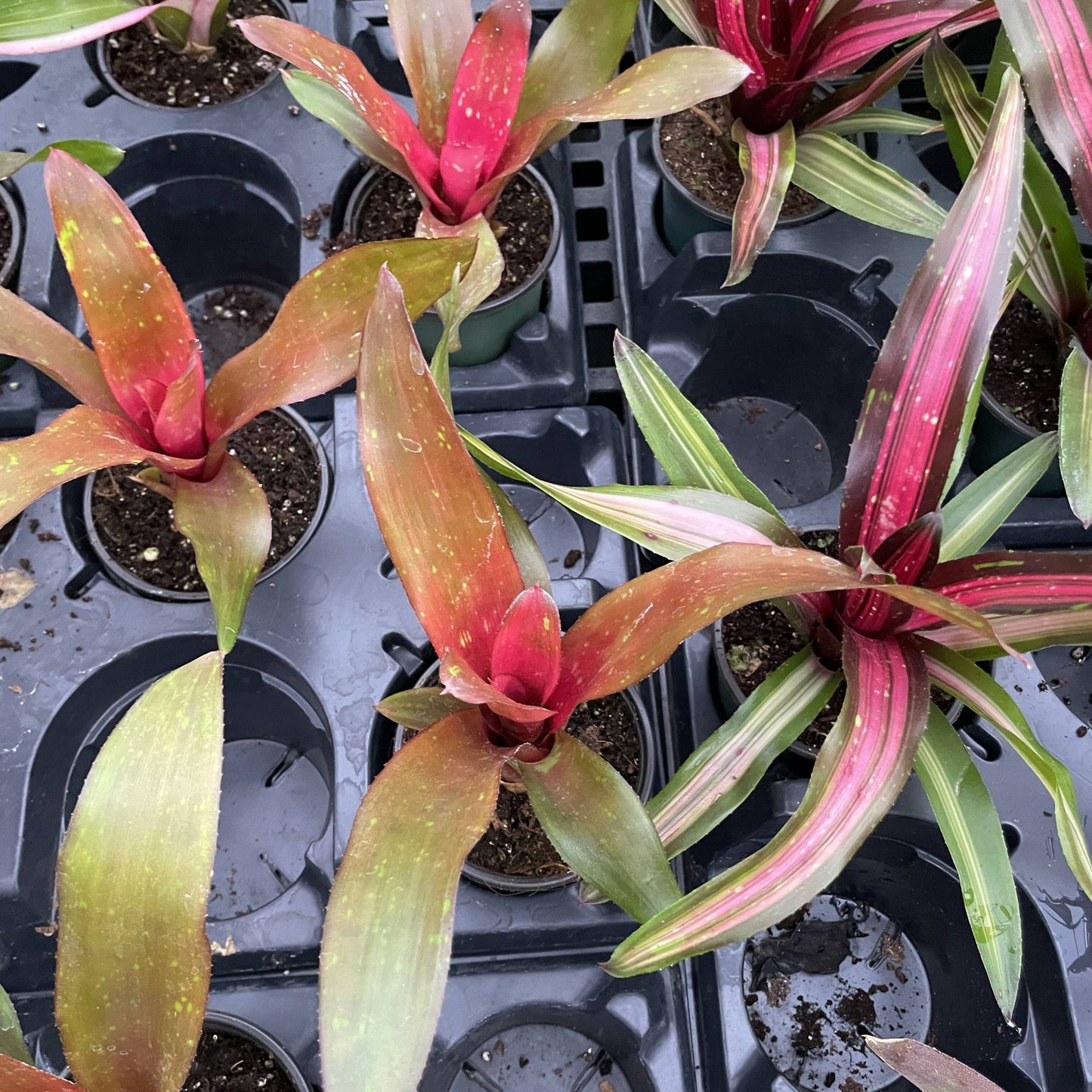 Bromeliad Neoregelia 'Neos' - Live Plant - Assorted