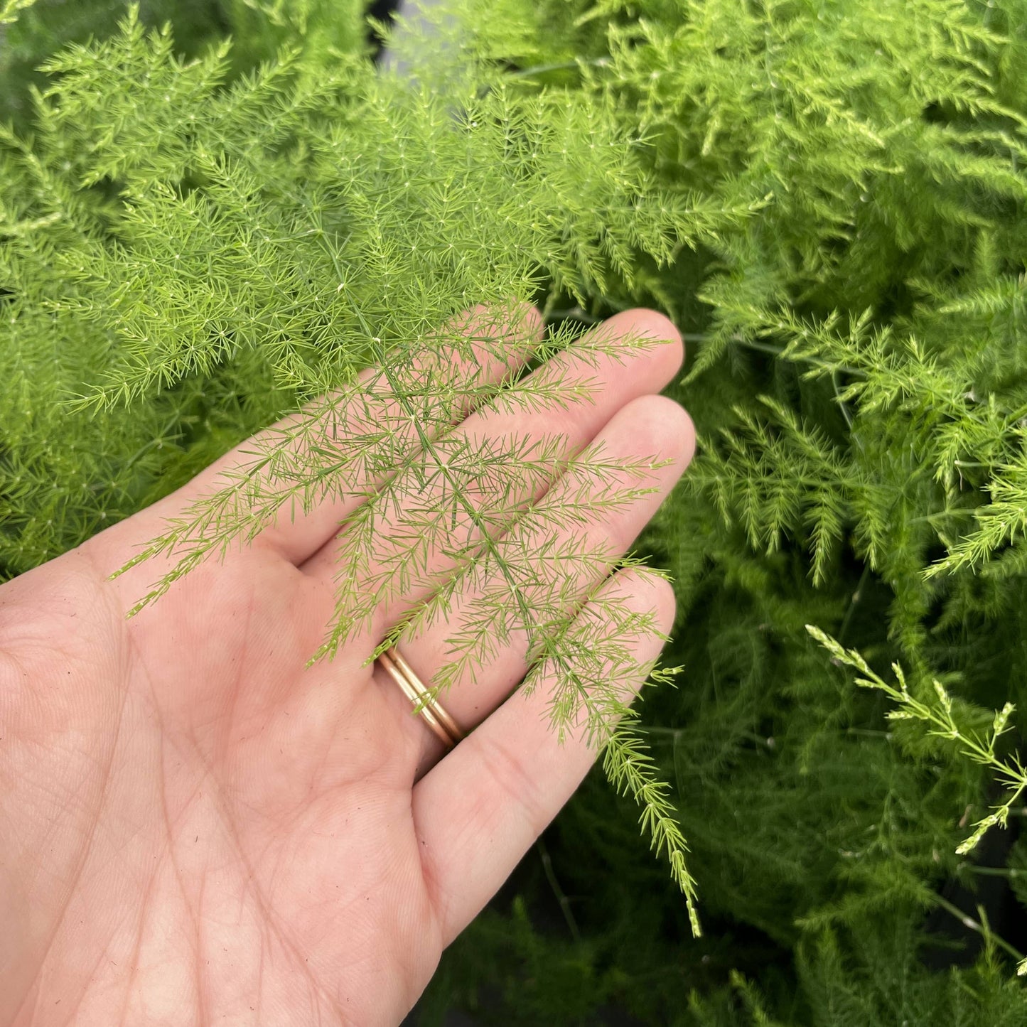 Asparagus Fern Plumosa - 4" Live Plant