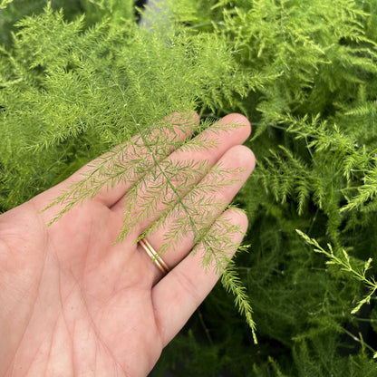 Asparagus Fern Plumosa - 4" Live Plant