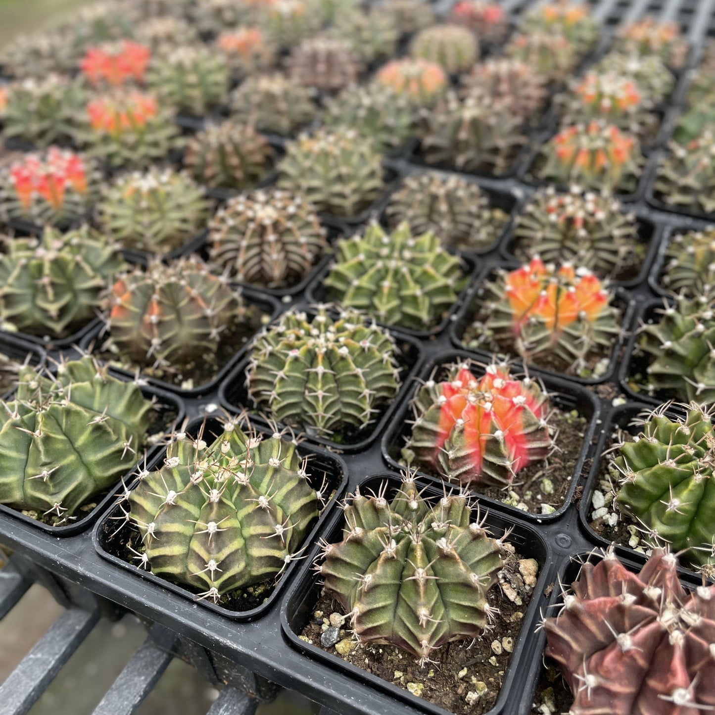 Moon Cactus - Assorted Color - 2" Live Plant