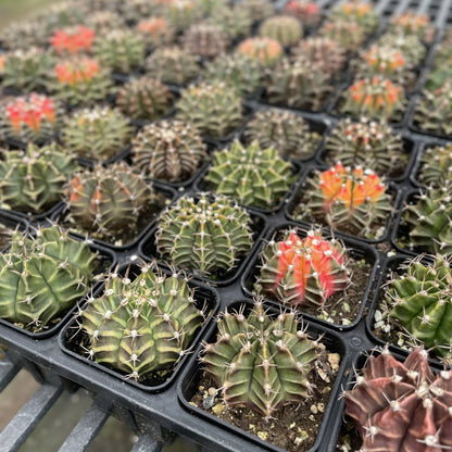 Moon Cactus - Assorted Color - 2" Live Plant