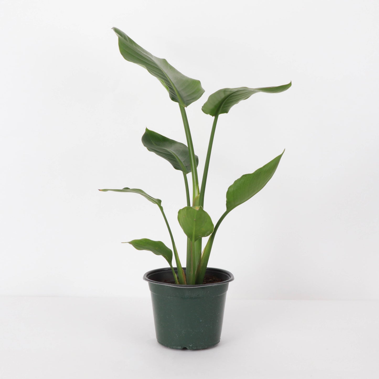 White Bird of Paradise - Live Plant