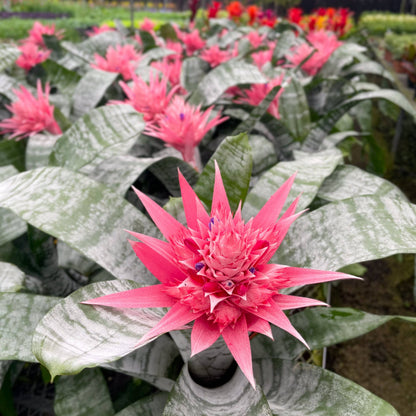 Bromeliad Fasciata - 6" Live Plant
