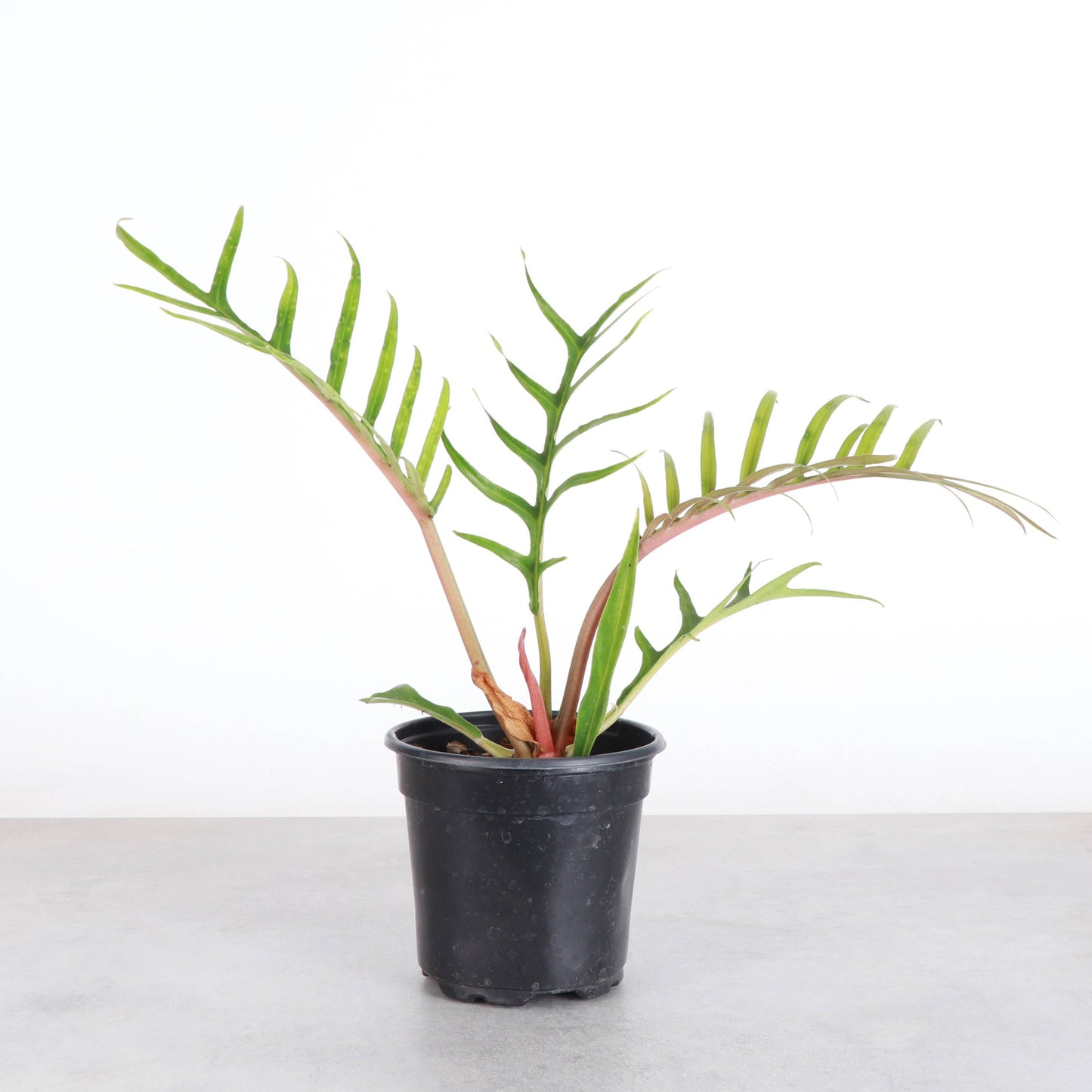 Philodendron Tortum - Live Plant - Rare