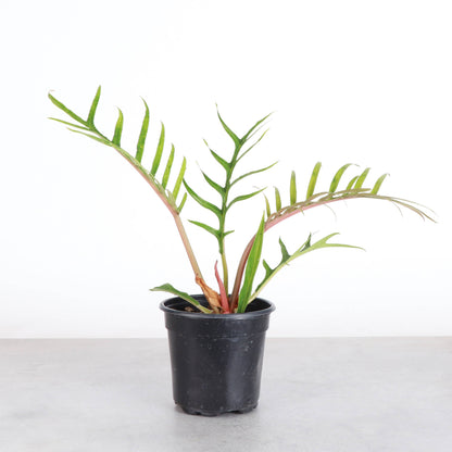 Philodendron Tortum - Live Plant - Rare
