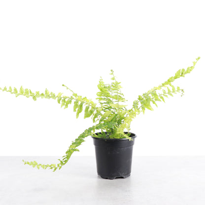 Tigerstripe Boston Fern - 4" Live Plant