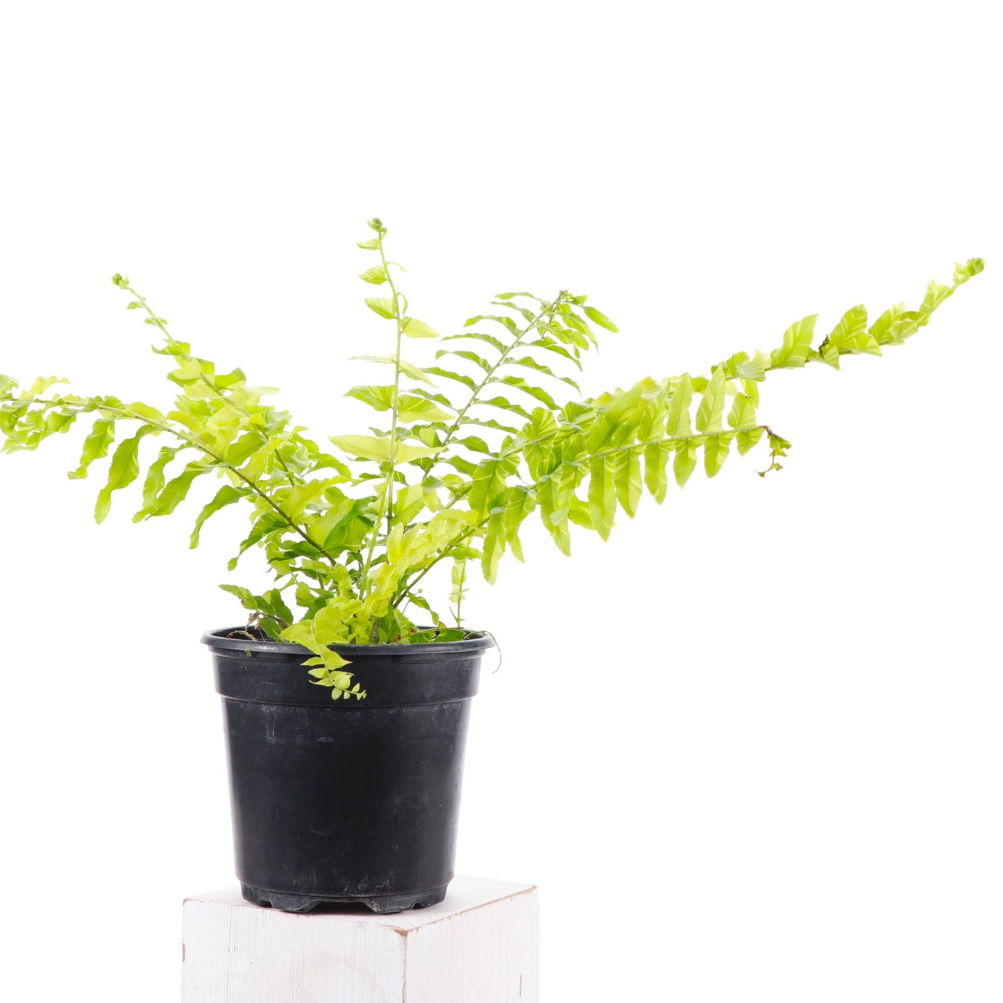 Tigerstripe Boston Fern - 4" Live Plant